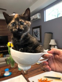 aFYzD1AGSy23M+6UtvprFg